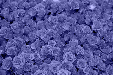 Background of beautiful blooming blue, purple roses. 