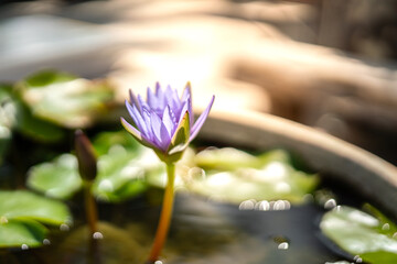 Close-up at purple lotus flower which is growth in the water pond, flower and plant in nature photo.