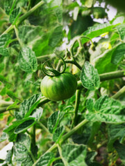 green tomatoes in the garden