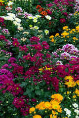 Various types of flowers with beautiful colors. Flower garden.