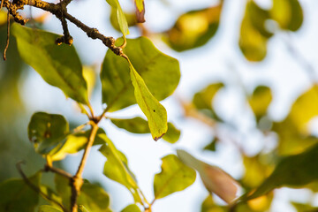 Green tree leaves close up in the morning