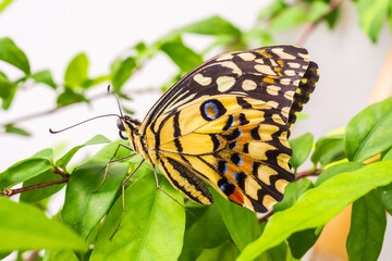 Close up of yellow butterfly