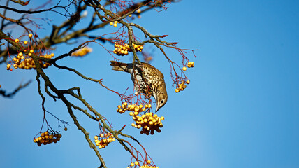 Mistle thrush feeding on winter berries