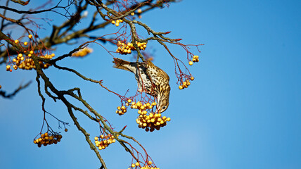 Mistle thrush feeding on winter berries