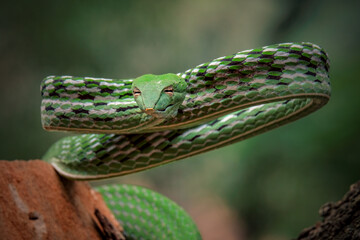 green snake on a tree