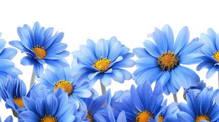 A graceful border of vibrant blue daisies on a pure white background