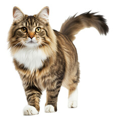 Obraz premium A ragamuffin cat, full body