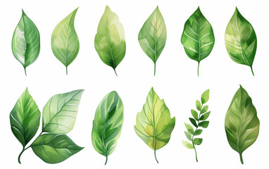 Collection of green watercolor foliage plants clipart on white background. Botanical spring summer leaves illustration. Suitable for wedding invitations, greeting cards, frames and bouquets.	 - obrazy, fototapety, plakaty