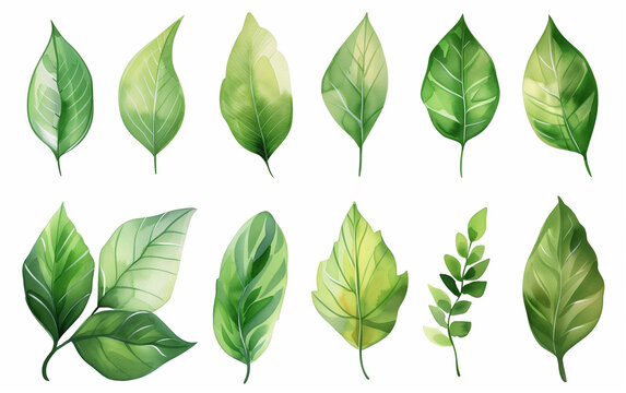 Collection of green watercolor foliage plants clipart on white background. Botanical spring summer leaves illustration. Suitable for wedding invitations, greeting cards, frames and bouquets.	