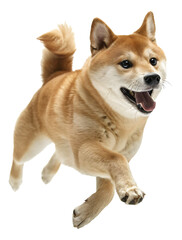 Shiba Inu in a running pose