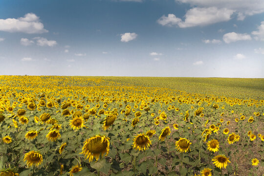 Vast landscape of a blooming sunflower field under a beautiful blue sky with white clouds. Summer harvest and agriculture concept.