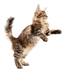 A Maine Coon in an active pose