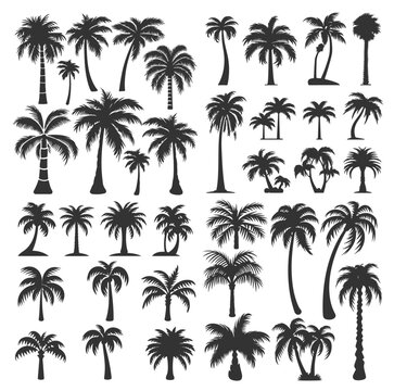 Palmen Silhouette Palme Tropisch Icon Vektor Set
