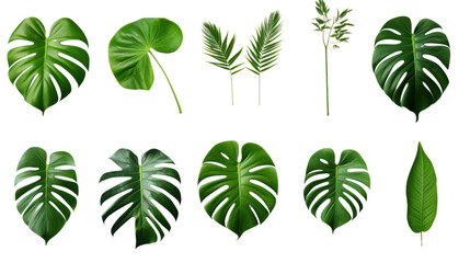 set of green monstera palm and tropical plant leaf isolated on transparent and white background.PNG image - obrazy, fototapety, plakaty
