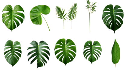 set of green monstera palm and tropical plant leaf isolated on transparent and white background.PNG image