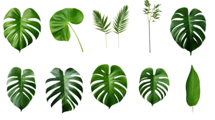 Fotobehang set of green monstera palm and tropical plant leaf isolated on transparent and white background.PNG image © CStock