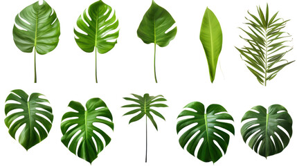 Fototapeta na wymiar set of branches with leaves isolated on transparent and white background.PNG image