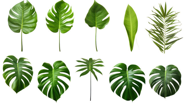 set of branches with leaves isolated on transparent and white background.PNG image