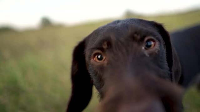Hunting dog German wirehaired pointer in grass field nature - Kurzhaar breed 