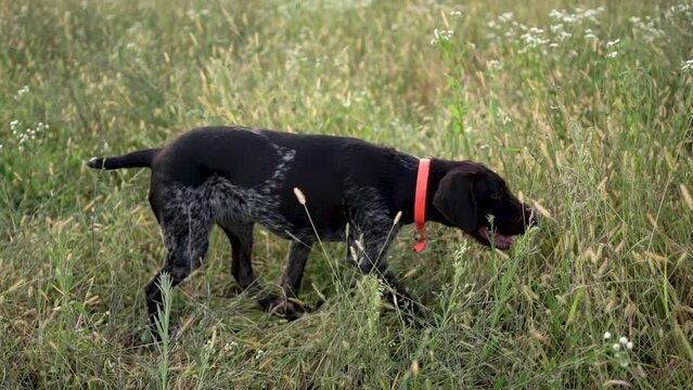 Hunting dog German wirehaired pointer in grass field nature - Kurzhaar breed 