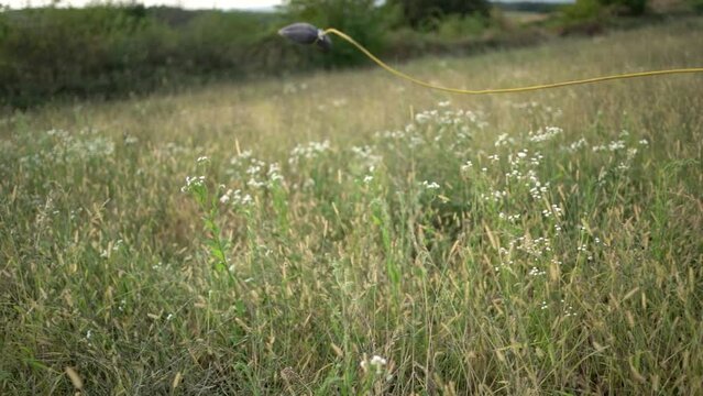Hunting dog German wirehaired pointer in grass field nature - Kurzhaar breed 