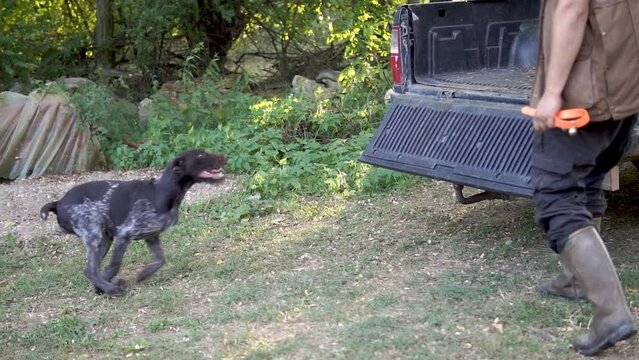 Hunting dog German wirehaired pointer in grass field nature - Kurzhaar breed 