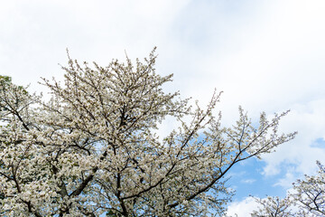 春の季節を感じさせる桜の木「観光スポット」
A cherry blossom tree...