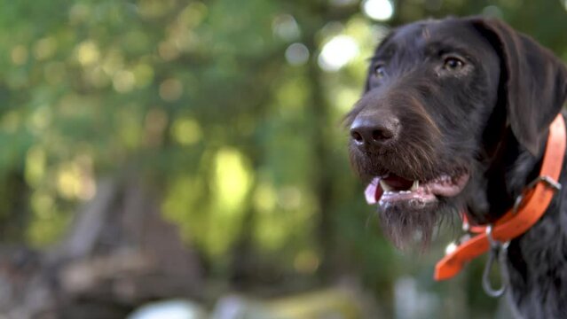 Hunting dog German wirehaired pointer in grass field nature - Kurzhaar breed 