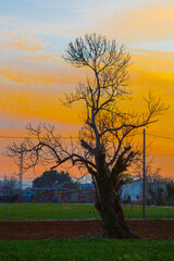 Landscape with tree backlit with orange red yellow blue sky at dusk or dawn