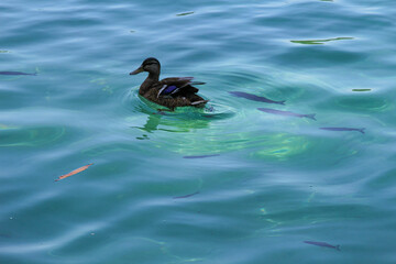 Duck In Water. Azure Crystal Clear Water Of Lake. Duck With Fish
