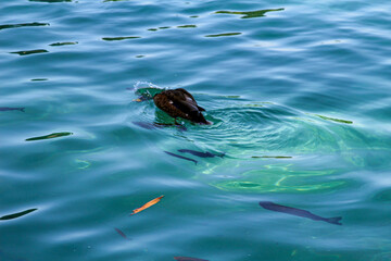 Duck In Water. Azure Crystal Clear Water Of Lake. Duck With Fish
