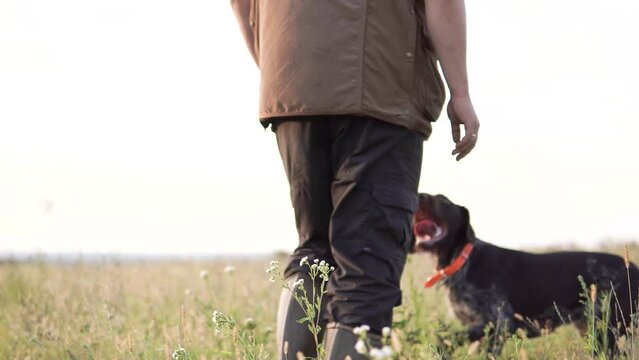 Hunting man walks with a hunting dog on a grassy meadow field