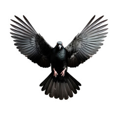 black dove in flight, isolated image  - obrazy, fototapety, plakaty