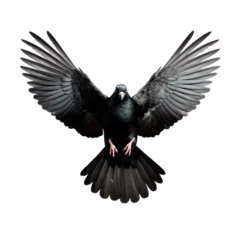 Fotobehang black dove in flight, isolated image  © Daisy