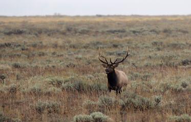 Naklejka na ściany i meble Bull Elk During the Rut in Wyoming in Autumn