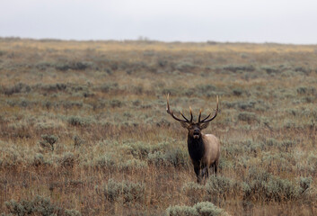 Naklejka premium Bull Elk During the Rut in Wyoming in Autumn