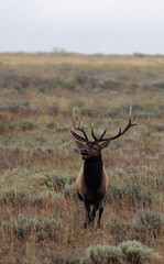 Bull Elk During the Rut in Wyoming in Autumn