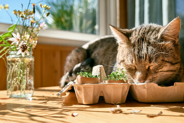 Cute tabby cat sleeping near microgreens growing in eggshells in paper egg box. Watercress in mini vegetable garden at home. Eco sostenible life.