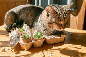 Cute tabby cat sleeping near microgreens growing in eggshells in paper egg box. Watercress in mini...