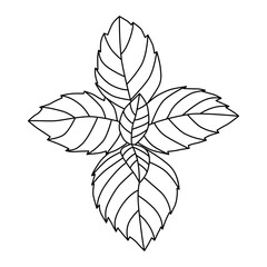 Basil leaves isolated on white. Black and white vector illustration