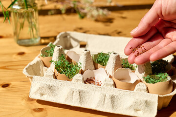 Fresh microgreens growing in eggshells in paper egg box. Woman's hand sowing watercress seeds in...
