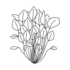 Watercress isolated on white. Black and white vector illustration