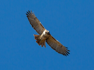 Red-Tailed Hawk Soaring in Clear Blue Sky