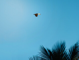 Majestic Toucan Soaring Against a Clear Blue Sky in Tropical Habitat