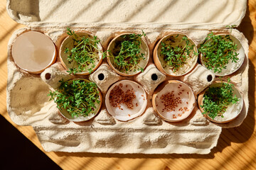 Fresh microgreens growing in eggshells in paper egg box. Watercress in mini vegetable garden at...