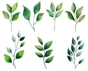 Collection of green watercolor foliage plants clipart on white background. Botanical spring summer leaves illustration. Suitable for wedding invitations, greeting cards, frames and bouquets.	