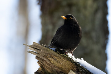 European blackbird