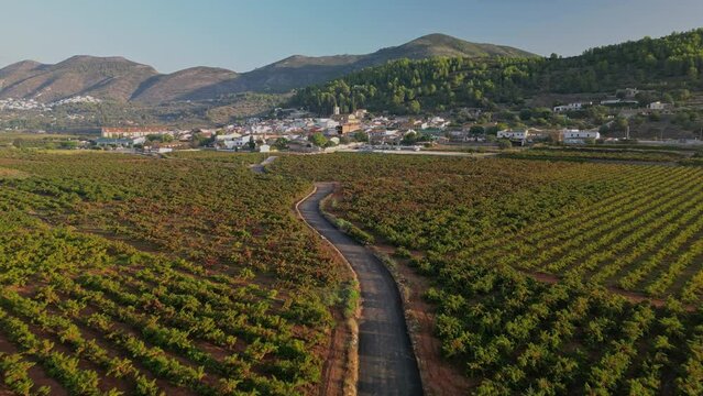 Landscape of grape fields at Lliber, Alicante, Costa Blanca - stock photo