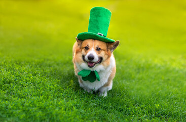 cute portrait funny Corgi dog puppy in a green leprechaun hat and bow tie in honor of St. Patrick sits on the grass