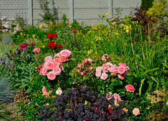 czerwone i rózowe róże w ogrodzie, kwitnace róże na rabacie kwiatowej, Rosa, pink and red roses in the garden,  © kateej